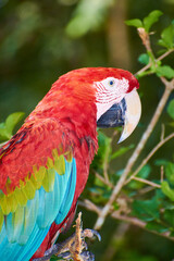 Obraz premium Close-up portrait of a scarlet macaw with vibrant red, blue and green feathers, showcasing tropical wildlife and colorful plumage.