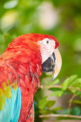 Close-up portrait of a scarlet macaw with vibrant red, blue and green feathers, showcasing tropical wildlife and colorful plumage.