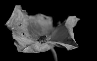 Toad Baby on withering autumn lily leaf showing its already tuned survival and hunting skills native species Asia