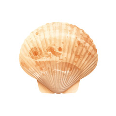 cute shell design very cool