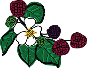 Blackberry Berries and Flowers &ndash; Single Isolated Design