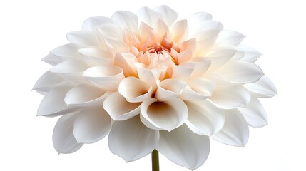 A close-up of a delicate and elegant white dahlia.
