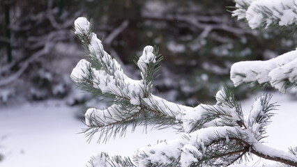 Gałąź sosny pokryta śniegiem w okresie zimowym © tomo81