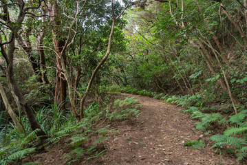 両側が木々に挟まれたジャングルの細い道