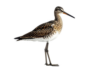 Obraz premium Isolated side view of a shorebird against a transparent background
