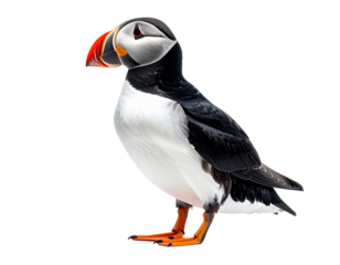 Puffin bird isolated on transparent background seabird with colorful beak for stock photography