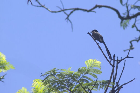 Tijereta, Tyrannus Savana de la Plaza Alberdi, Tucum&aacute;n, Argentina