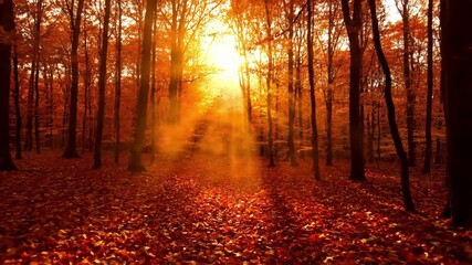 Amber Forest Canopy Warm sun rays piercing through golden and red autumn leaves. autumn amber glow