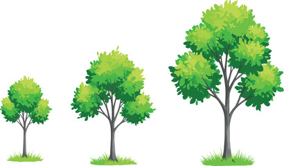 Obraz premium Vector illustration showing three stages of green tree growth from small sapling to a large mature tree on white background.