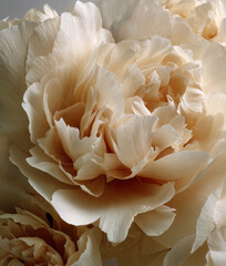 Cream colored peony flower petals close-up texture