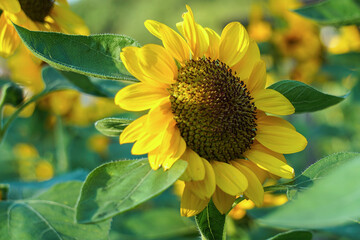 Beautiful yellow of Sunflower, among green leaves and soft blurred style for background, selective focus point.