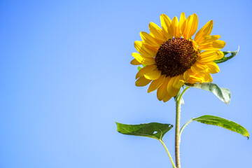 Beautiful yellow of Sunflower, among green leaves and soft blurred style for background, selective focus point.