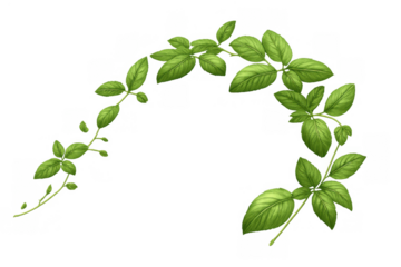 Green climbing plant vine forming an arch border with fresh organic leaves, natural botanical frame element on transparent background