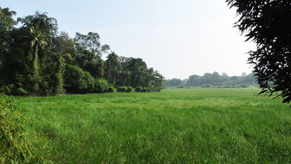 Obraz premium A rural landscape in Kerala, India, featuring paddy field, plants, and coconut trees