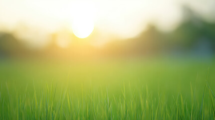 Obraz premium Fresh green grass field morning light soft atmosphere realistic natural field with morning light soft atmosphere