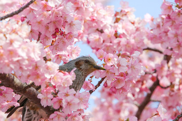 桜の間から顔を出す野鳥