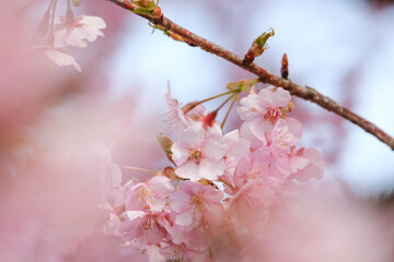 小枝と桜の花びら