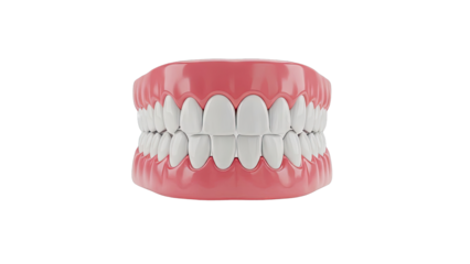 Close-up of Realistic Dental Dentures on a White Background