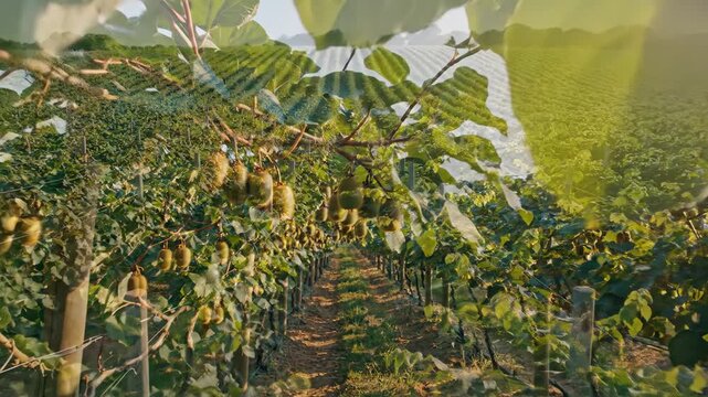 The camera glides slowly through the meticulously maintained rows of a vast kiwi fruit orchard, showcasing the abundant harvest of fuzzy green fruits hanging heavily from the trellised vines during.