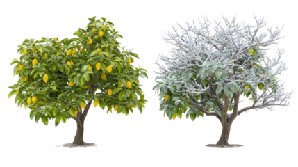 Two same magnolia trees side by side one representing summer one winter on transparent background