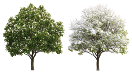 Two same magnolia trees side by side one representing summer one winter on transparent background