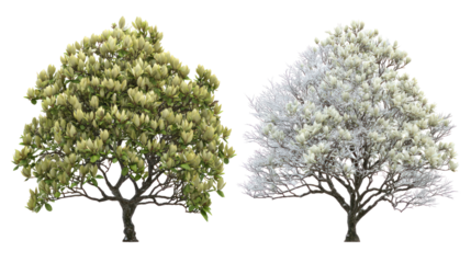 Two same magnolia trees side by side one representing summer one winter on transparent background