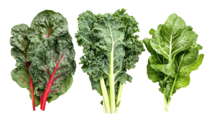 Collard greens swiss chard and kale three leafy winter crops on transparent background