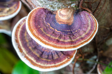 Bracket/Shelf Fungus, (Ganoderma lucidum), Kinabatangan River, Sabah, Borneo, Malaysia © Guy Bryant