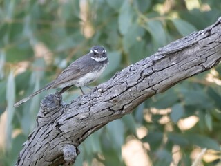 Fototapeta premium Gray fantail - a small grey bird with a fantail perched on the branch of a tree