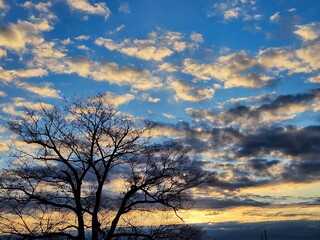 早朝の茜雲とけやきの冬立木