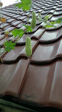 Bitter Melon Hanging on Vine