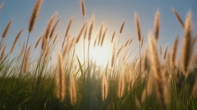 Asmr Golden Sunlight Piercing Through Tall Grass in a Serene Field at Sunset - A Tranquil Outdoor View b roll for advertising and news