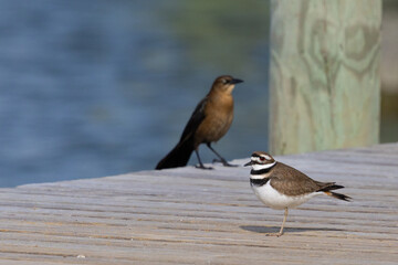 Killdeer and grackle on dock