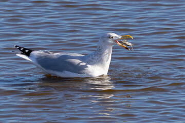 Herring gull snacking on a crab