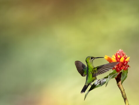 Green-crowned Brilliant hummingbird perched on Heliconia flower 