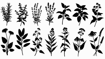 Collection of Silhouetted Herbs and Plants for Culinary and Medicinal Use. © Crypto Mining
