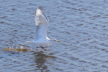 Gull taking off from water