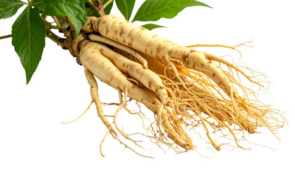 A close-up shot of several light-brown, root-like structures with fine fibers and green foliage against a black background