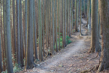 日本：大平山／森の中の登山道【首都圏自然歩道】埼玉県越生町・1月