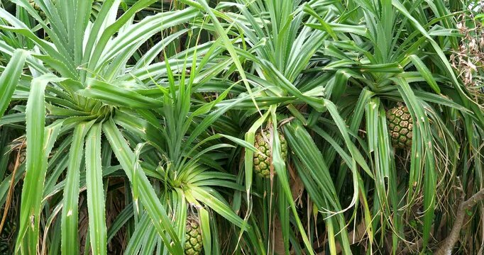 Pandanus (Screw Pine ) ,green fruits and leaves
