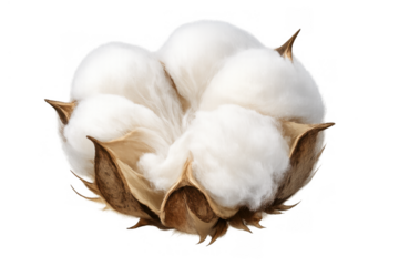 Cotton boll displaying soft white natural plant fiber, an essential raw material for textiles and sustainable fabric production