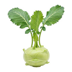 Fresh kohlrabi vegetable with green leaves on black background
