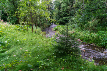Obraz premium Forest scene in Geising, Saxony, eastern Germany