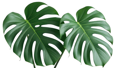 Large green monstera leaves isolated on transparent background