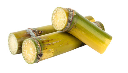 Close-up of several sugar cane stalks, cut, showing the internal white core, with green and yellow coloring. The background is black