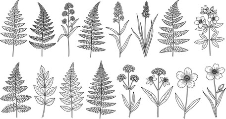 Set of hand drawn fern leaves and wild forest flowers, botanical meadow herbs sketch, vector illustration isolated on white background © AtikurRahman