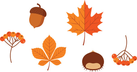Autumn Nature Elements Collection with Fall Leaves Acorn Chestnut and Rowan Berries in Clean Flat Vector Illustration Style © Sumon Creative