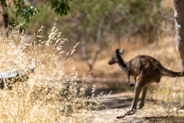 Wild Kangaroos Resting and Moving Through Dry Australian Bushland