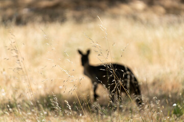 Wild Kangaroos Resting and Moving Through Dry Australian Bushland