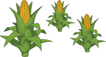 Fresh yellow corn on the cob with green husks set on stalks isolated on white background for agriculture